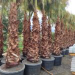 Washingtonia Spp. Gövde Boyu 3 Metre