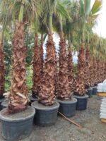 Washingtonia Spp. Gövde Boyu 3 Metre