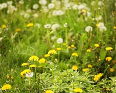 Çimlerinizi yabani otlardan kurtarma ipuçları!