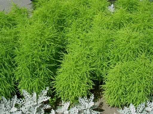 Yanan Çalı Yetiştirme Rehberi