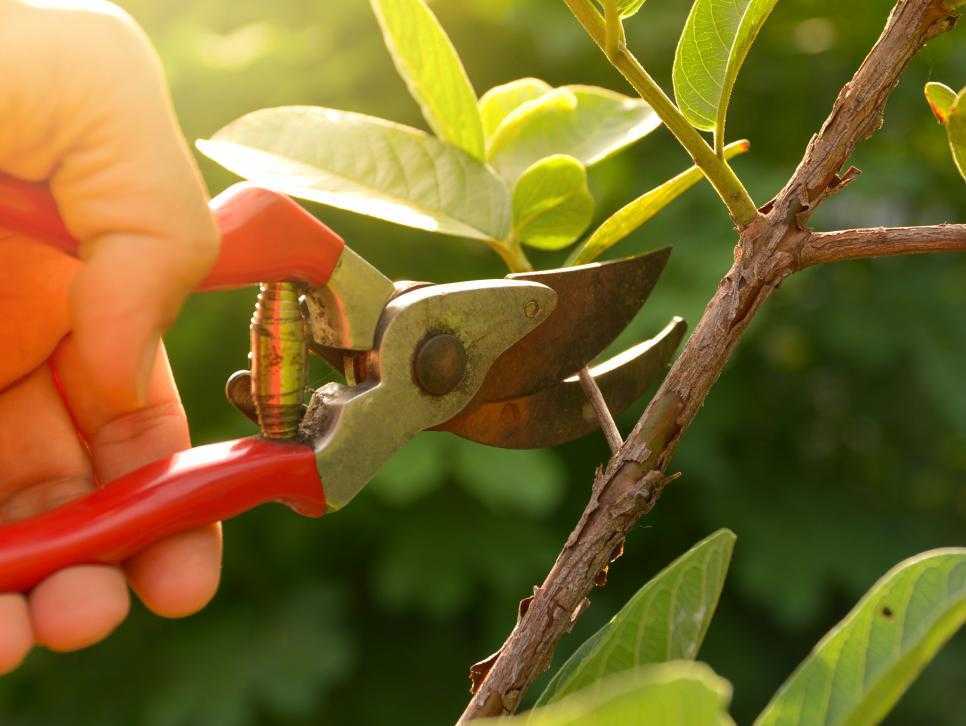 Güller Nasıl Kesilir?