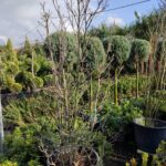 Magnolia grandiflora 'Gallisoniensis' 3 metre