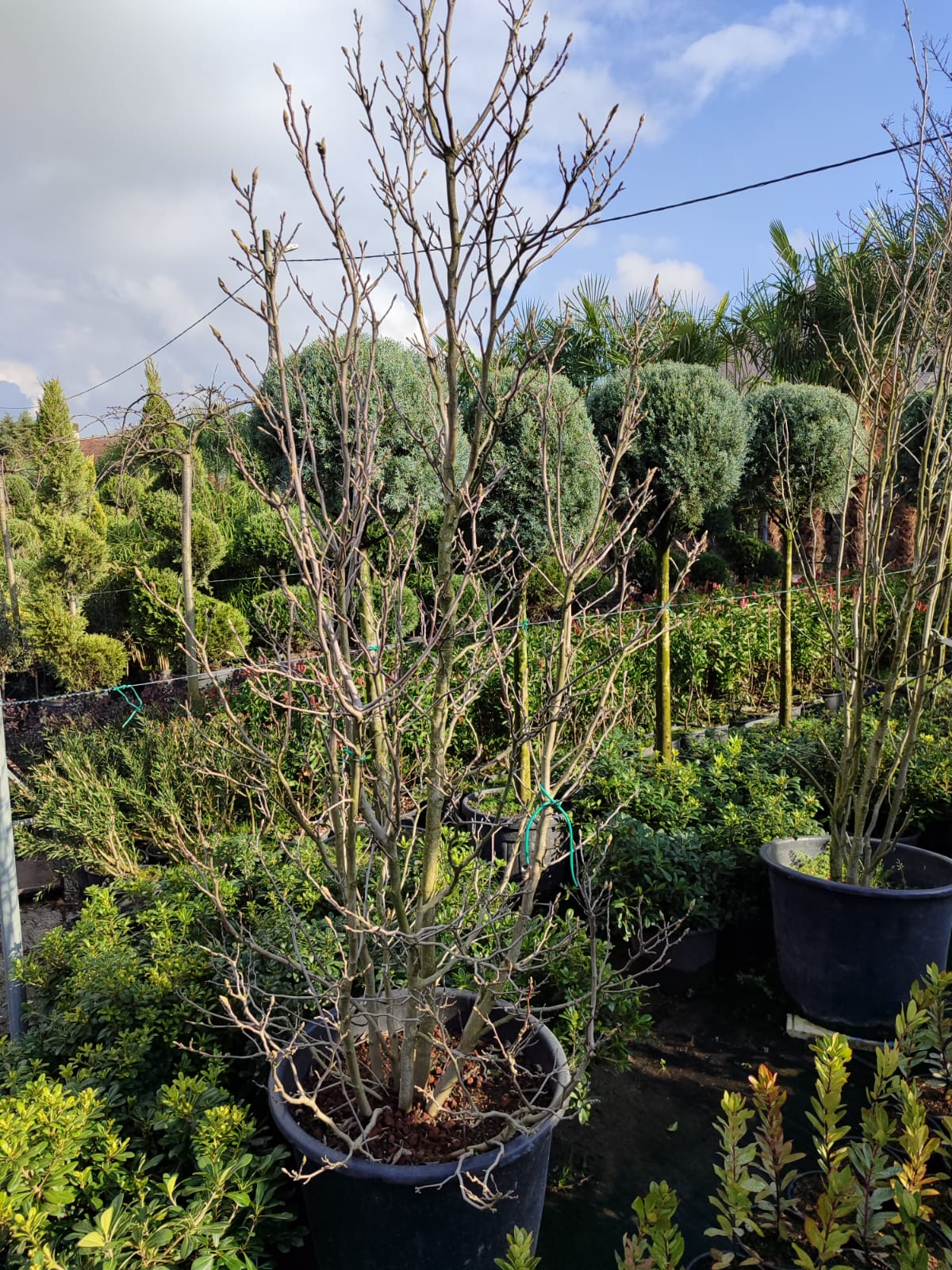 yaprak-doken-manolya-2 Magnolia grandiflora 'Gallisoniensis' 3 metre - Görsel 1