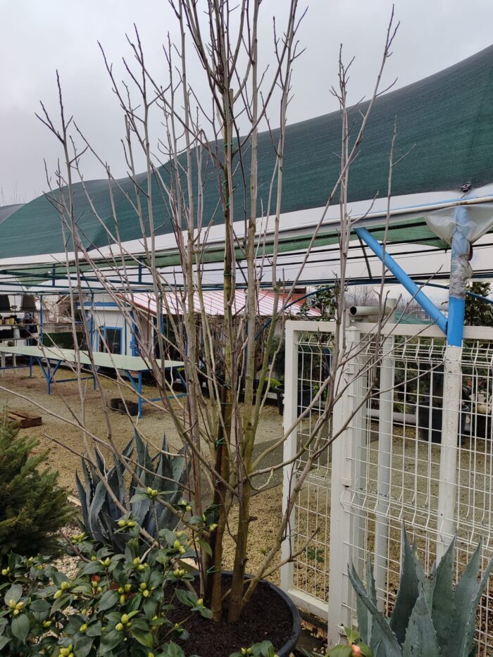 Magnolia grandiflora 'Gallisoniensis' 3 metre - Görsel 3