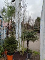 Magnolia grandiflora 'Gallisoniensis' 3 metre - Görsel 2