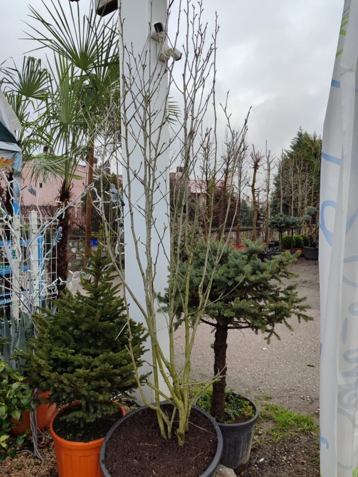 Magnolia grandiflora 'Gallisoniensis' 3 metre - Görsel 2