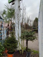 Magnolia grandiflora 'Gallisoniensis' 3 metre - Görsel 5