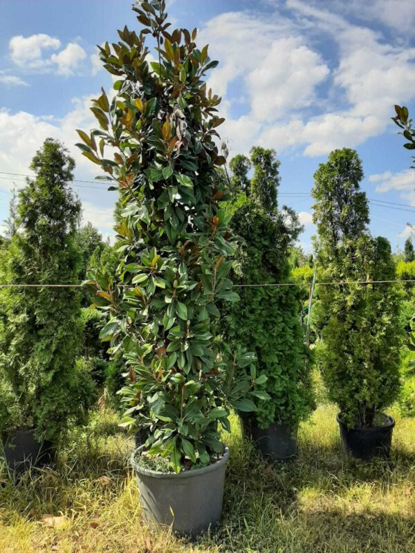 Manolya Ağacı Bakımı İpuçları