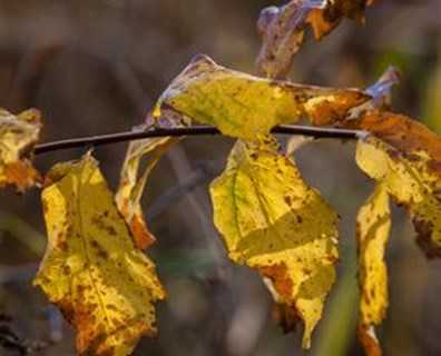 Yeni ekilen fidanınızın yaprakları soluyor mu?