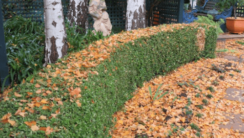 Yaprakları Temizlemenin En İyi Yolu (Büyük Bahçede)