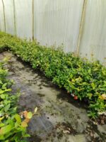 Arap Yasemini 1 Metre Potlarda - Görsel 2