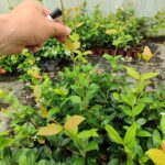 Arap Yasemini 1 Metre Potlarda