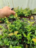 Arap Yasemini 1 Metre Potlarda