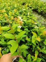 Arap Yasemini 1 Metre Potlarda - Görsel 3