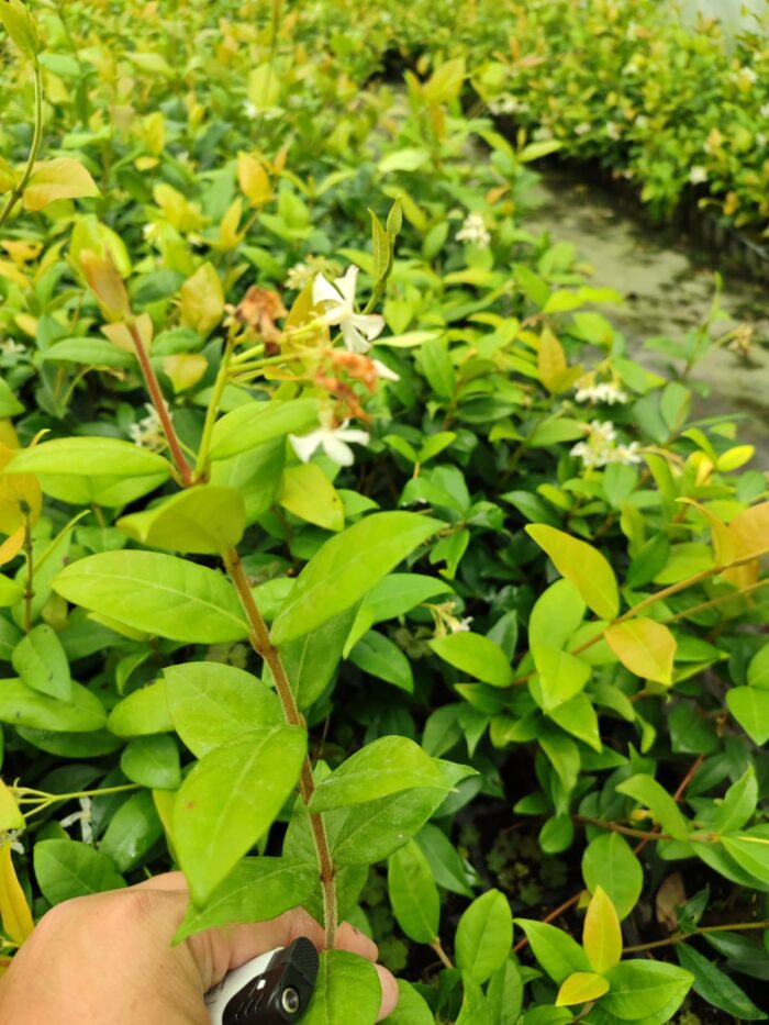 Arap Yasemini 1 Metre Potlarda - Görsel 3