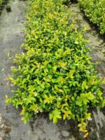 Arap Yasemini 1 Metre Potlarda - Görsel 4