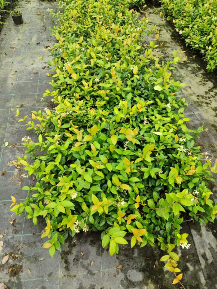 Arap Yasemini 1 Metre Potlarda - Görsel 4