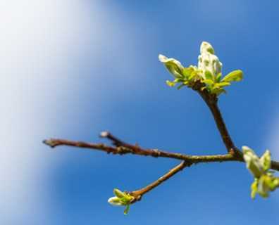Ağaçlar ilkbaharda ne zaman canlanır?