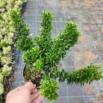 Yeşil Çıtır Taflan 20-30cm