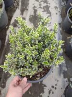 Sarı Çıtır Taflan 20-30cm boy - Görsel 9