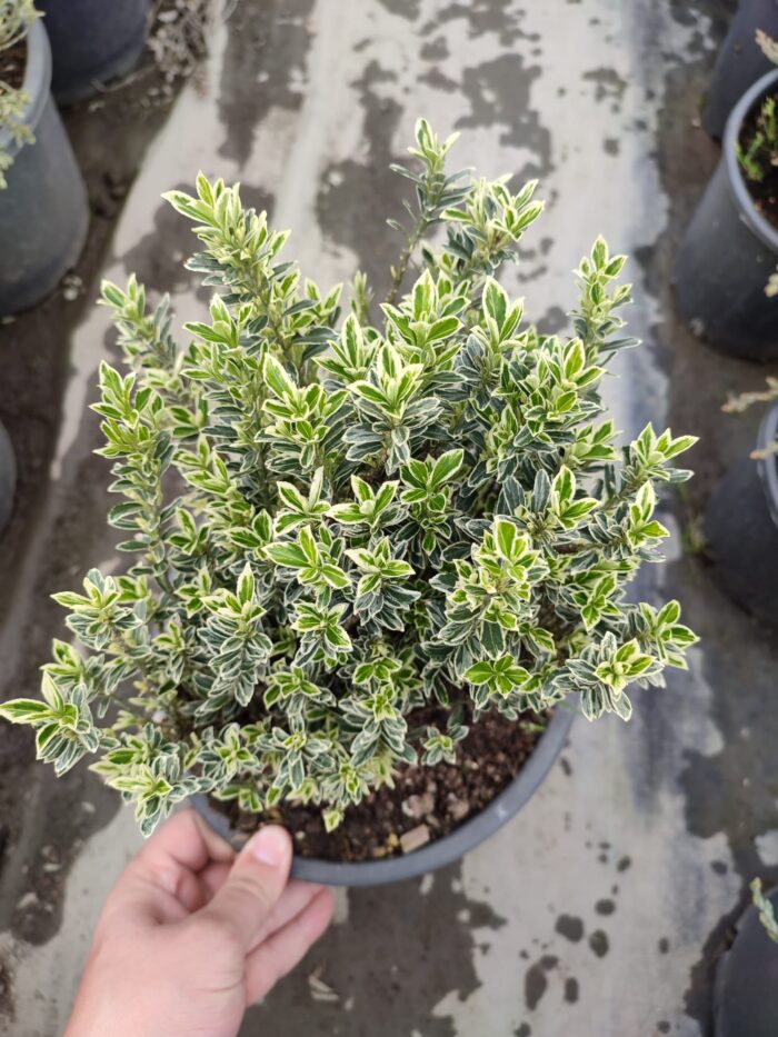 Sarı Çıtır Taflan 20-30cm boy - Görsel 9