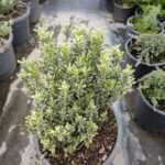 Gırcıllı Yeşil Alacalı Çıtır Taflan 15-20 cm 5Lt