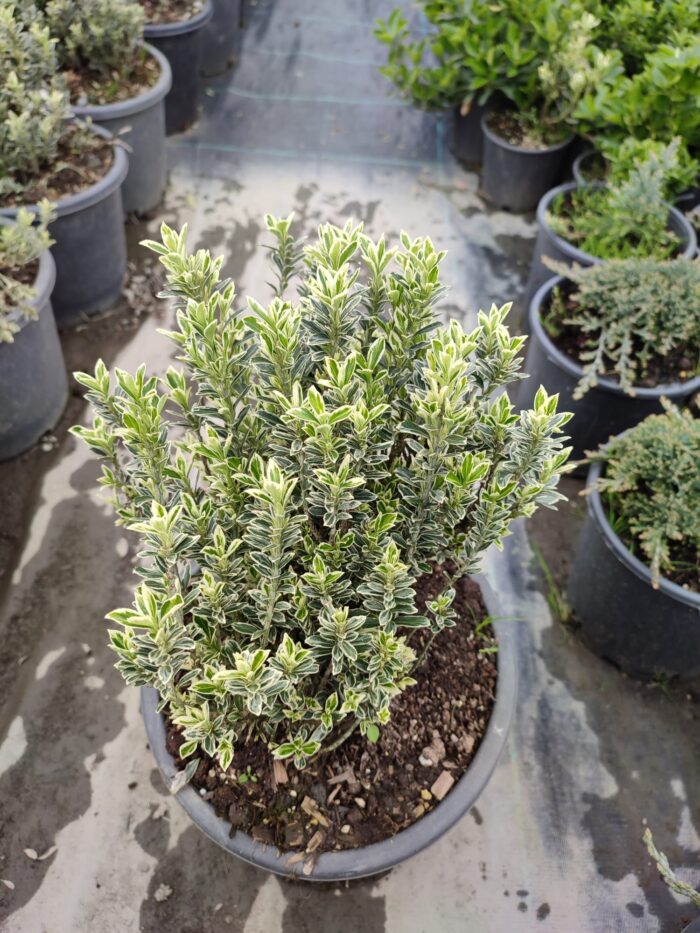 Sarı Çıtır Taflan 20-30cm boy - Görsel 8