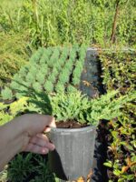 Yeşil Sürünücü Ardıç 30-40cm Çap, Juniperus Horizontalis - Görsel 3