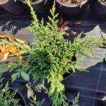 Yeşil Sürünücü Ardıç 30-40cm Çap, Juniperus Horizontalis