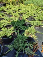 Yeşil Sürünücü Ardıç 30-40cm Çap, Juniperus Horizontalis - Görsel 2