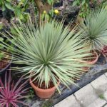 Mavi Yukka,Yucca Rostrata 60-80cm Çap