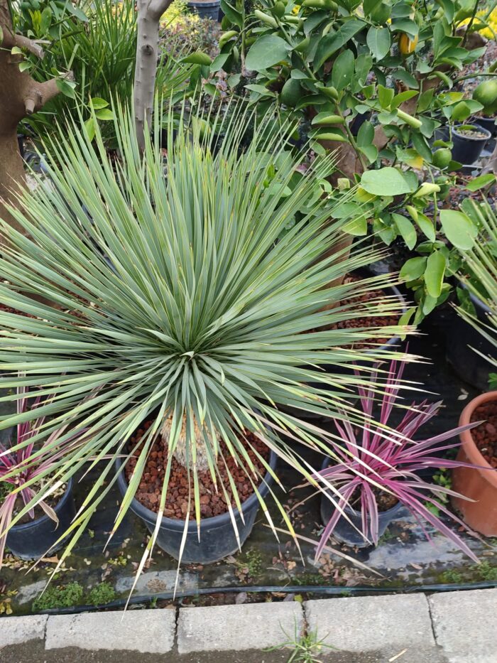 Mavi Yukka,Yucca Rostrata 60-80cm Çap - Görsel 3