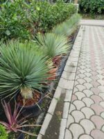 Mavi Yukka,Yucca Rostrata 60-80cm Çap - Görsel 2