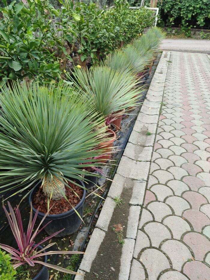 Mavi Yukka,Yucca Rostrata 60-80cm Çap - Görsel 2