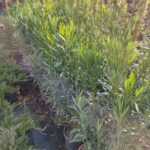 Zakkum 60-80 cm boy 15 litrelik saksıda