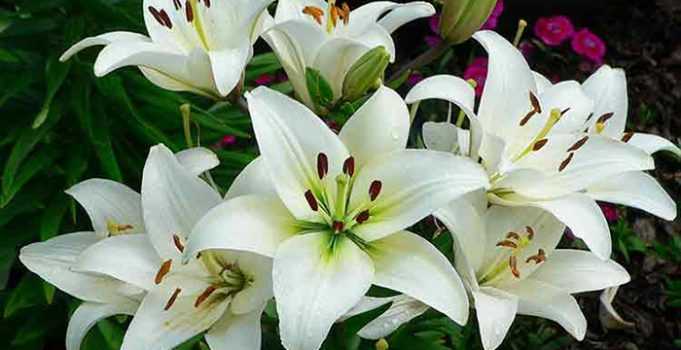 Kokulu çiçek ağaç türleri nedir?