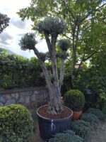 Bonsai Zeytin 290 Litre 40-50 Yaş - Görsel 8