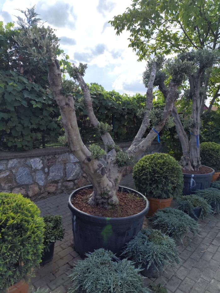 Bonsai Zeytin 290 Litre 40-50 Yaş - Görsel 7