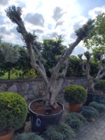 Bonsai Zeytin 290 Litre 40-50 Yaş - Görsel 6