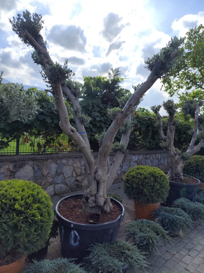 Bonsai Zeytin 290 Litre 40-50 Yaş - Görsel 6