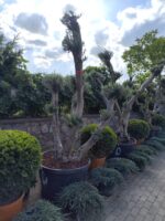 Bonsai Zeytin 290 Litre 40-50 Yaş - Görsel 5