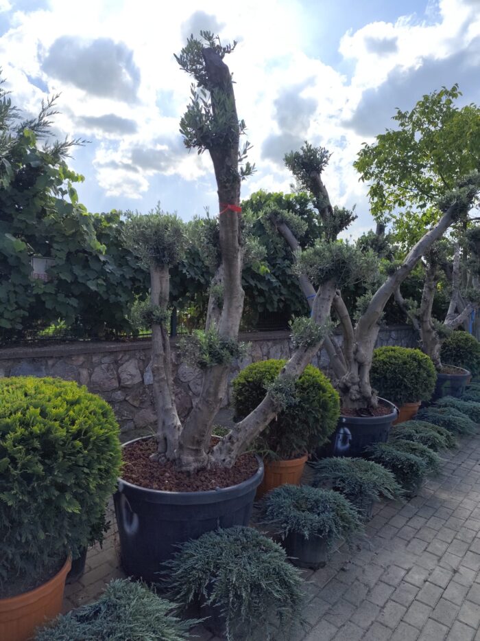 Bonsai Zeytin 290 Litre 40-50 Yaş - Görsel 5