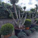 Bonsai Zeytin 290 Litre 40-50 Yaş