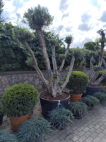 Bonsai Zeytin 290 Litre 40-50 Yaş