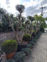 Bonsai Zeytin 290 Litre 40-50 Yaş - Görsel 4