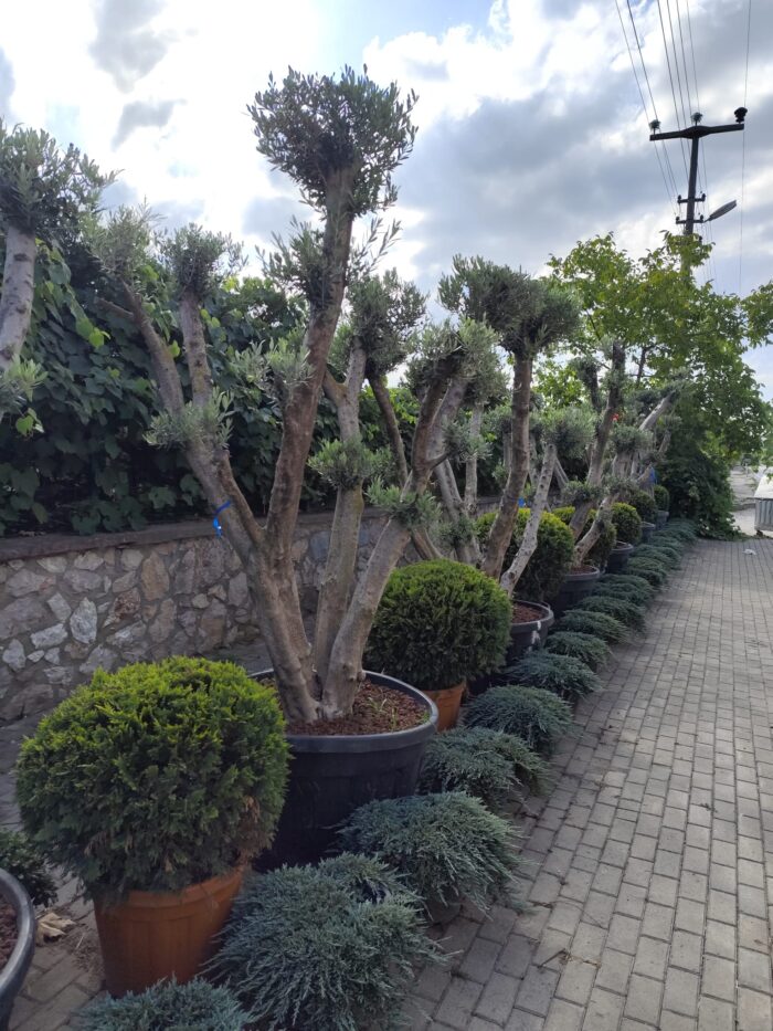 Bonsai Zeytin 290 Litre 40-50 Yaş - Görsel 4