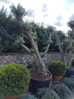Bonsai Zeytin 290 Litre 40-50 Yaş - Görsel 3