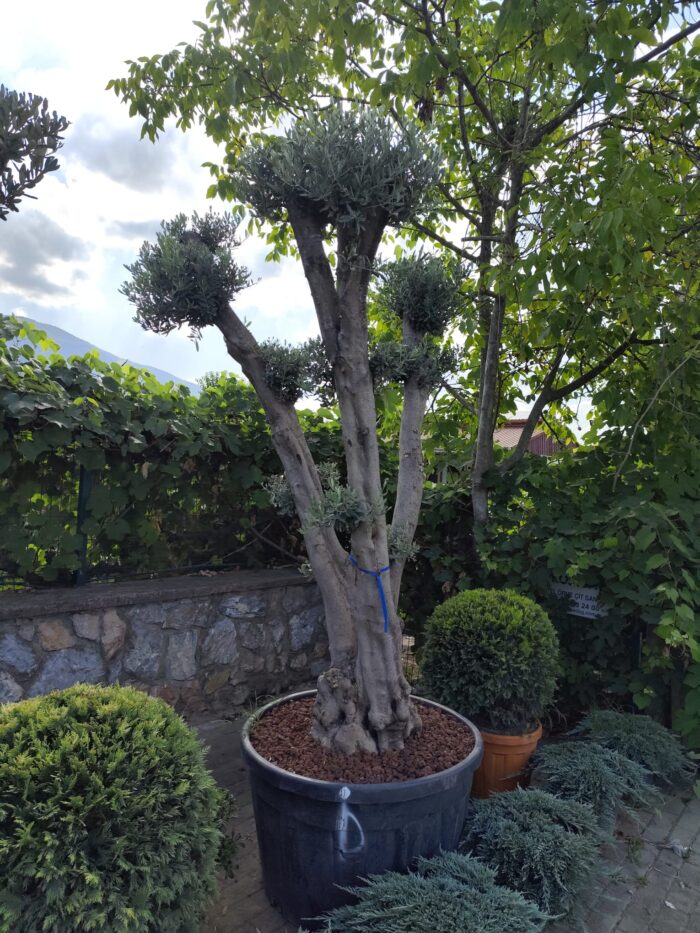 Bonsai Zeytin 290 Litre 40-50 Yaş - Görsel 8