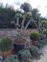 Bonsai Zeytin 290 Litre 40-50 Yaş - Görsel 2
