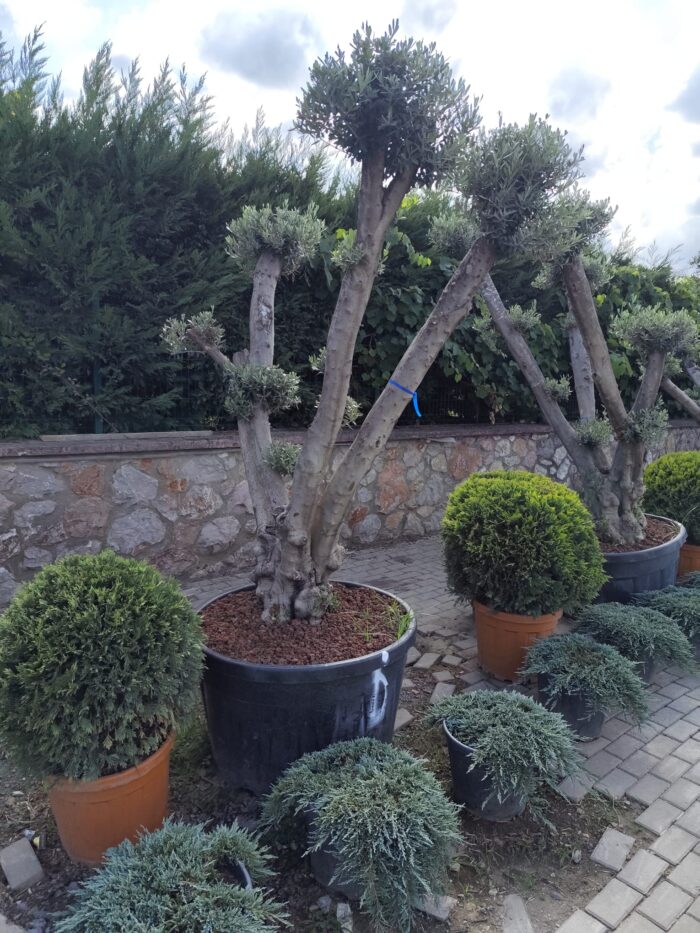 Bonsai Zeytin 290 Litre 40-50 Yaş - Görsel 2